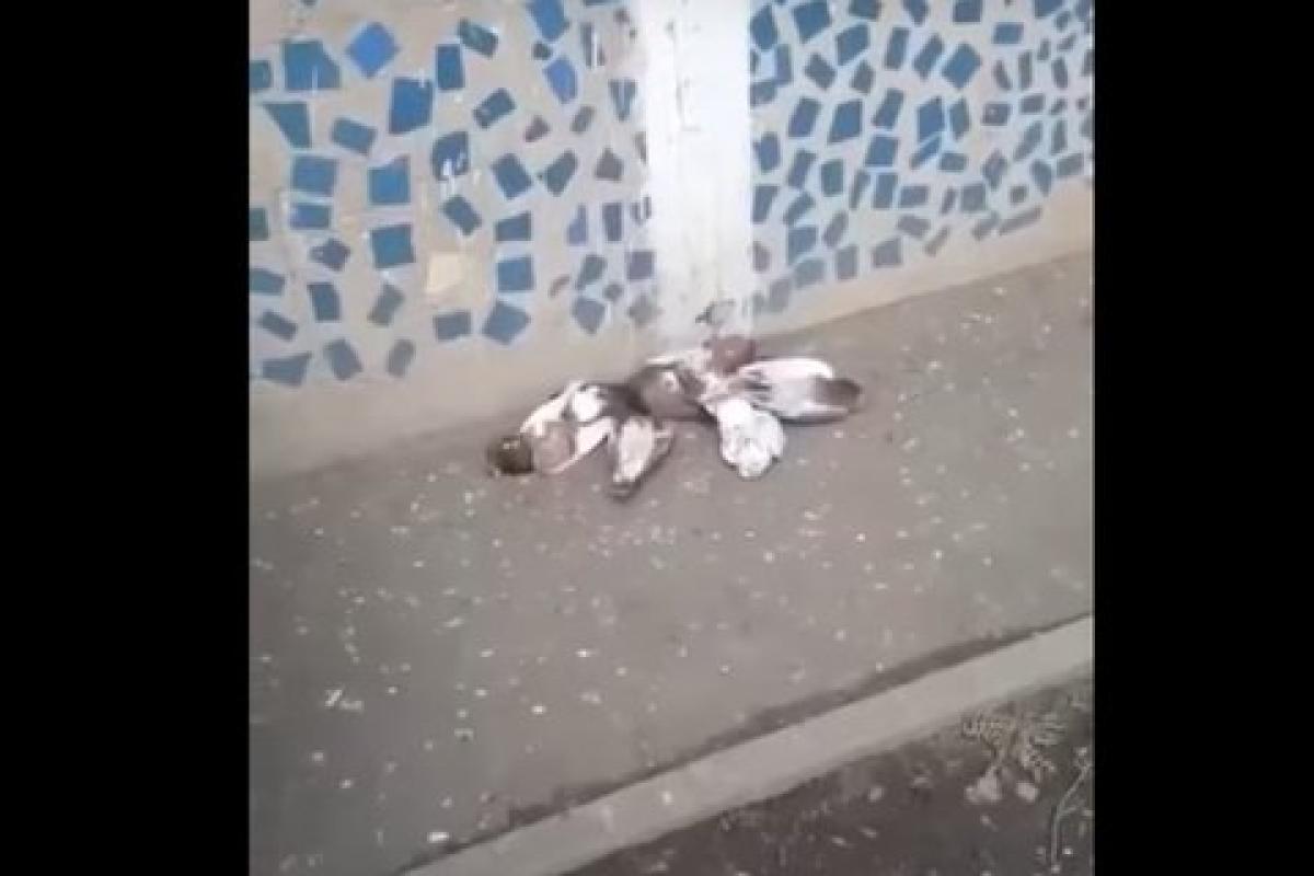 В российском Белгороде начали травить голубей, считая их зараженными посланцами из Украины, - СНБО