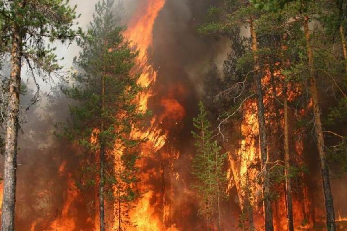 У Чорнобильській зоні горять сотні гектарів лісу - це найбільша за поточний рік пожежа У Чорнобильській зоні горять сотні гектарів лісу - це найбільша за поточний рік пожежа