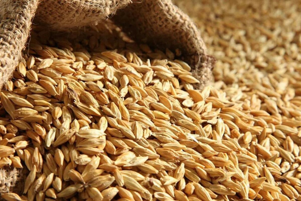 Оккупанты уже вывезли из Луганщины в РФ 200 тысяч тонн зерна, теперь намерены использовать железную дорогу