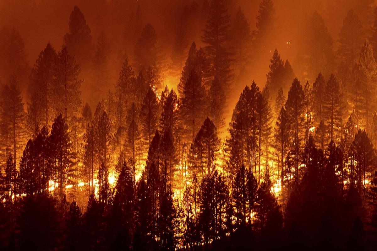 В Турции могут ввести смертную казнь за поджог лесов В Турции могут ввести смертную казнь за поджог лесов