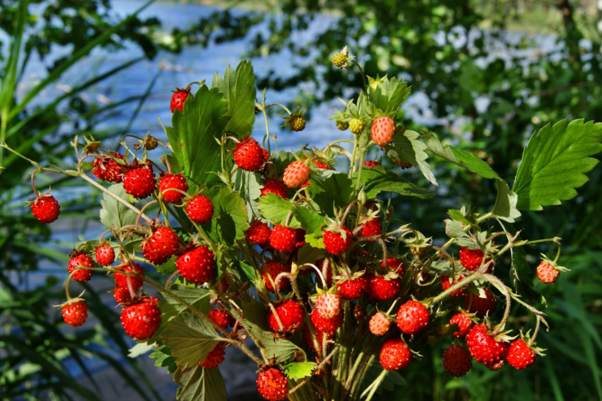 З наступного тижня в Україні запанує пекельна спека: прогноз синоптика З наступного тижня в Україні запанує пекельна спека: прогноз синоптика