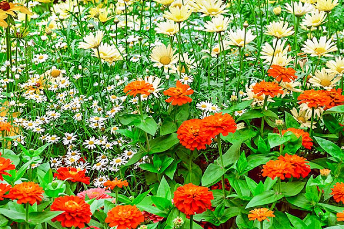 З відхиленням від норми: якою буде погода у серпні в Україні