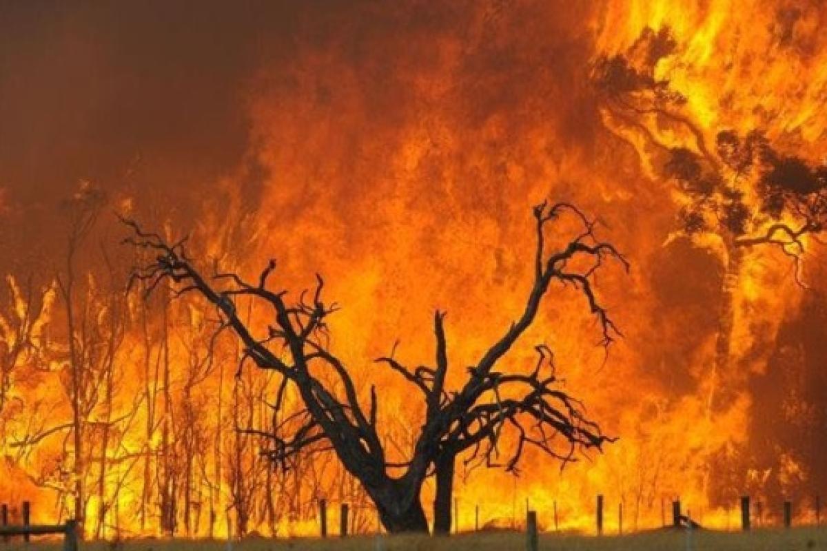 Алжир охопили лісові пожежі, десятки людей загинули