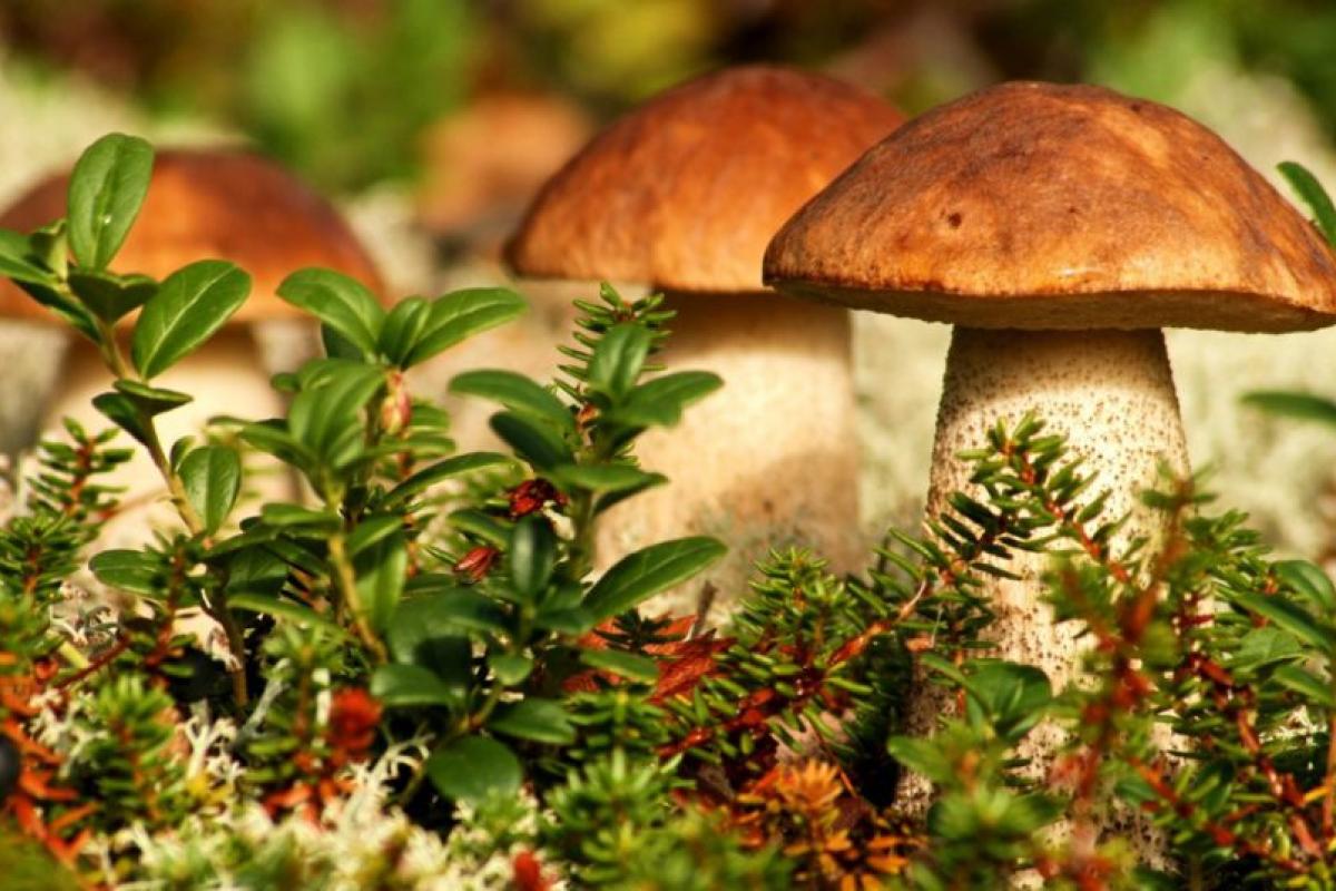 В украинских Карпатах обнаружили гриб невероятных размеров (фото) В украинских Карпатах обнаружили гриб невероятных размеров (фото)