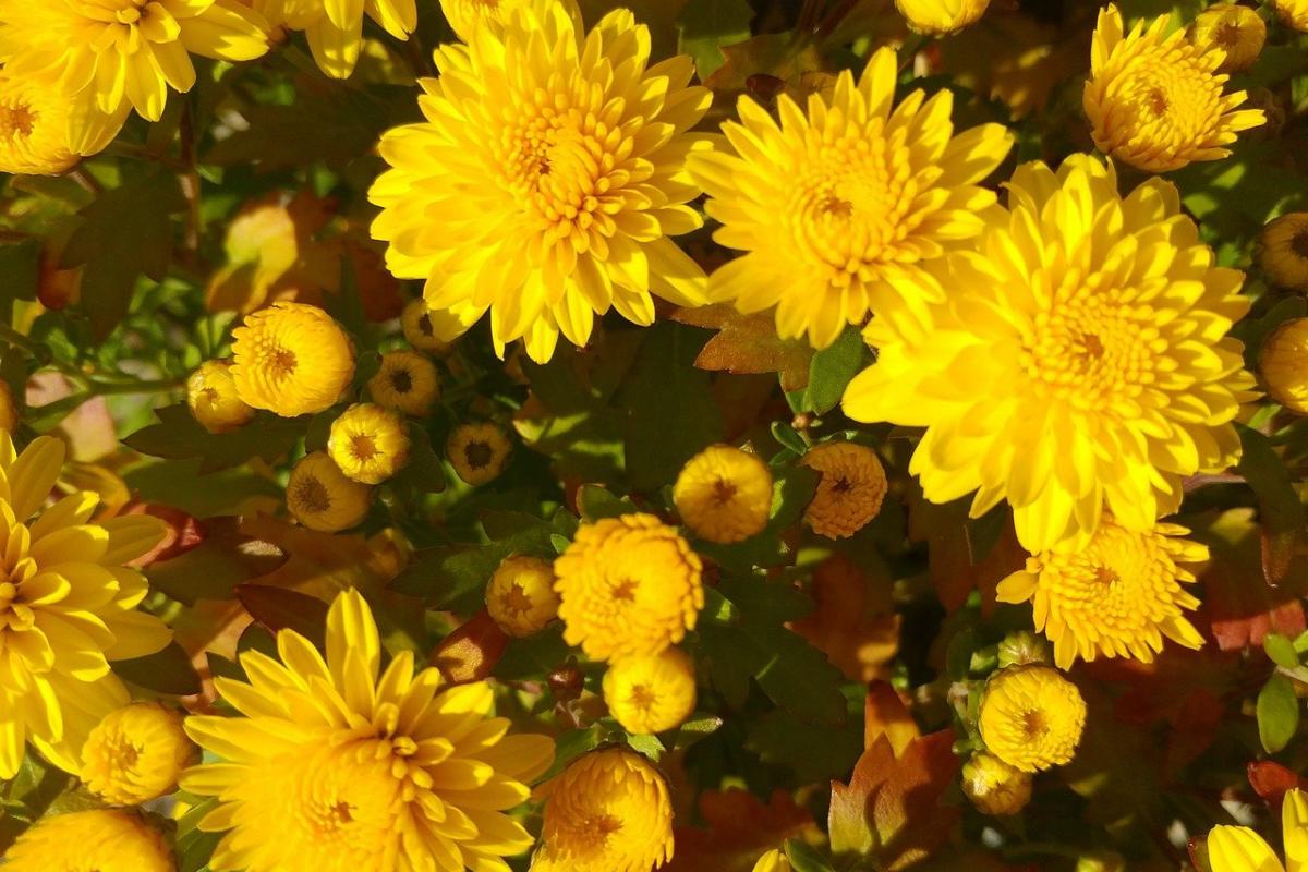 Синоптик назвала регионы, в которых похолодает сильнее