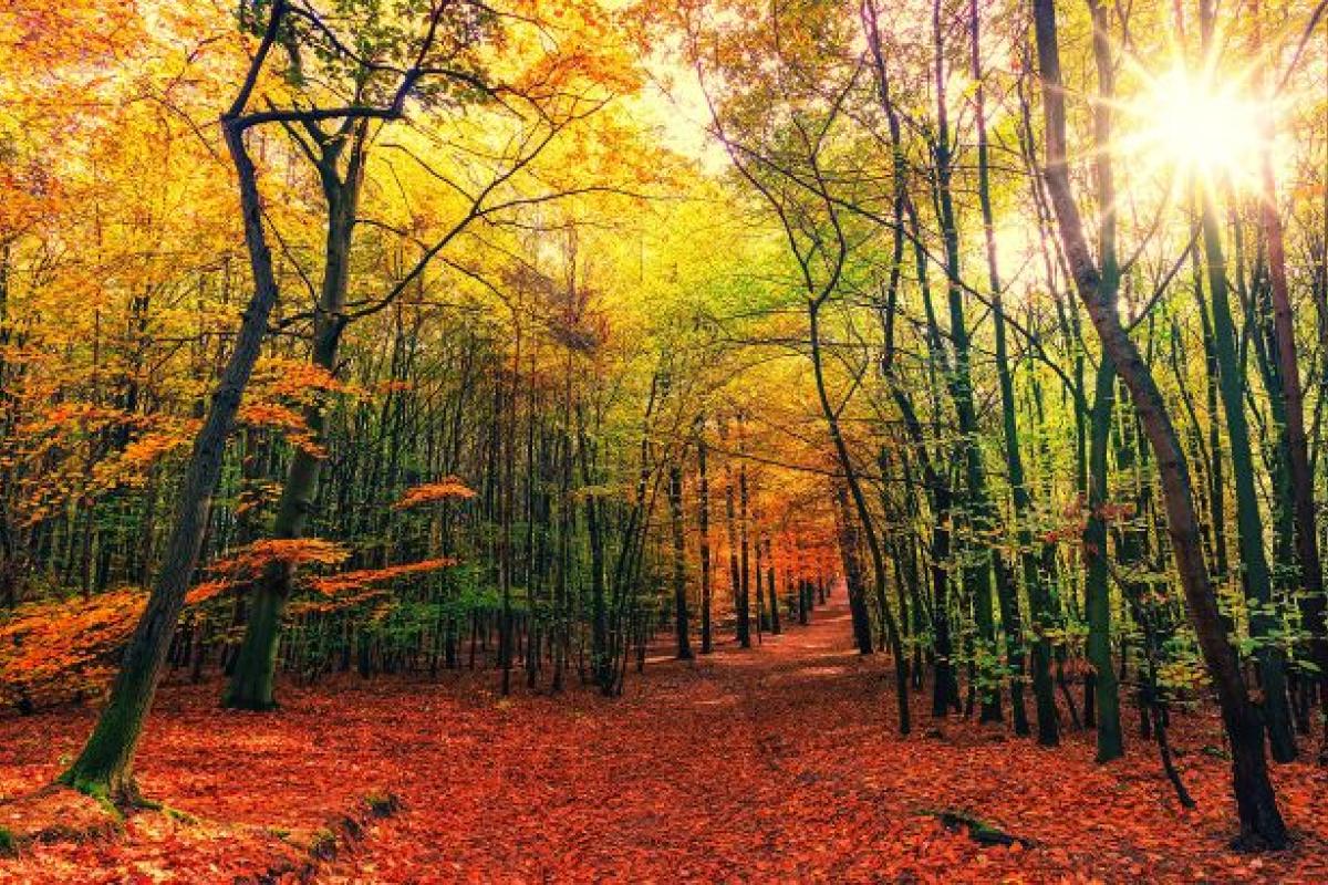 День осеннего равноденствия: что нужно и категорически нельзя делать День осеннего равноденствия: что нужно и категорически нельзя делать