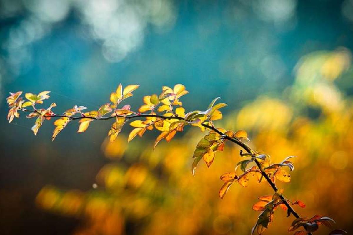 Вночі в Україні очікуються заморозки: де саме