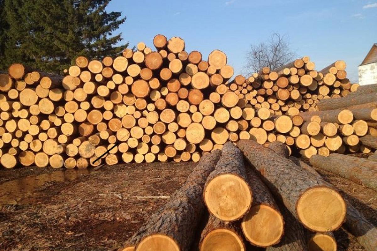 Уряд заборонив експорт паливної деревини з України Уряд заборонив експорт паливної деревини з України
