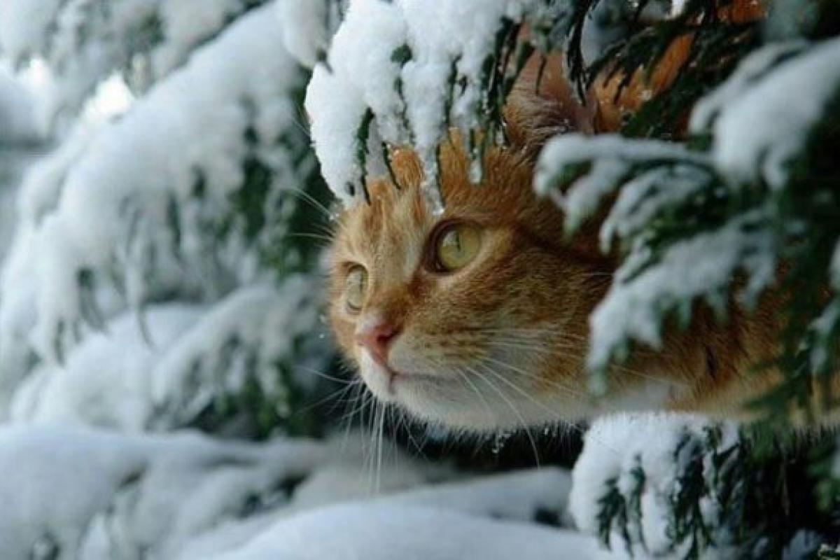 Потепління не буде довгим: коли в Україну знову повернуться морози Потепління не буде довгим: коли в Україну знову повернуться морози