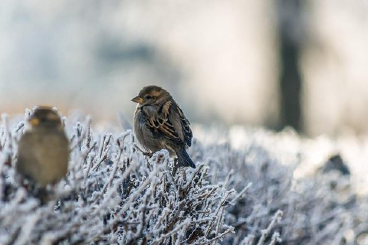 Ударит мороз: синоптик предупредила украинцев об ухудшении погодных условий Ударит мороз: синоптик предупредила украинцев об ухудшении погодных условий