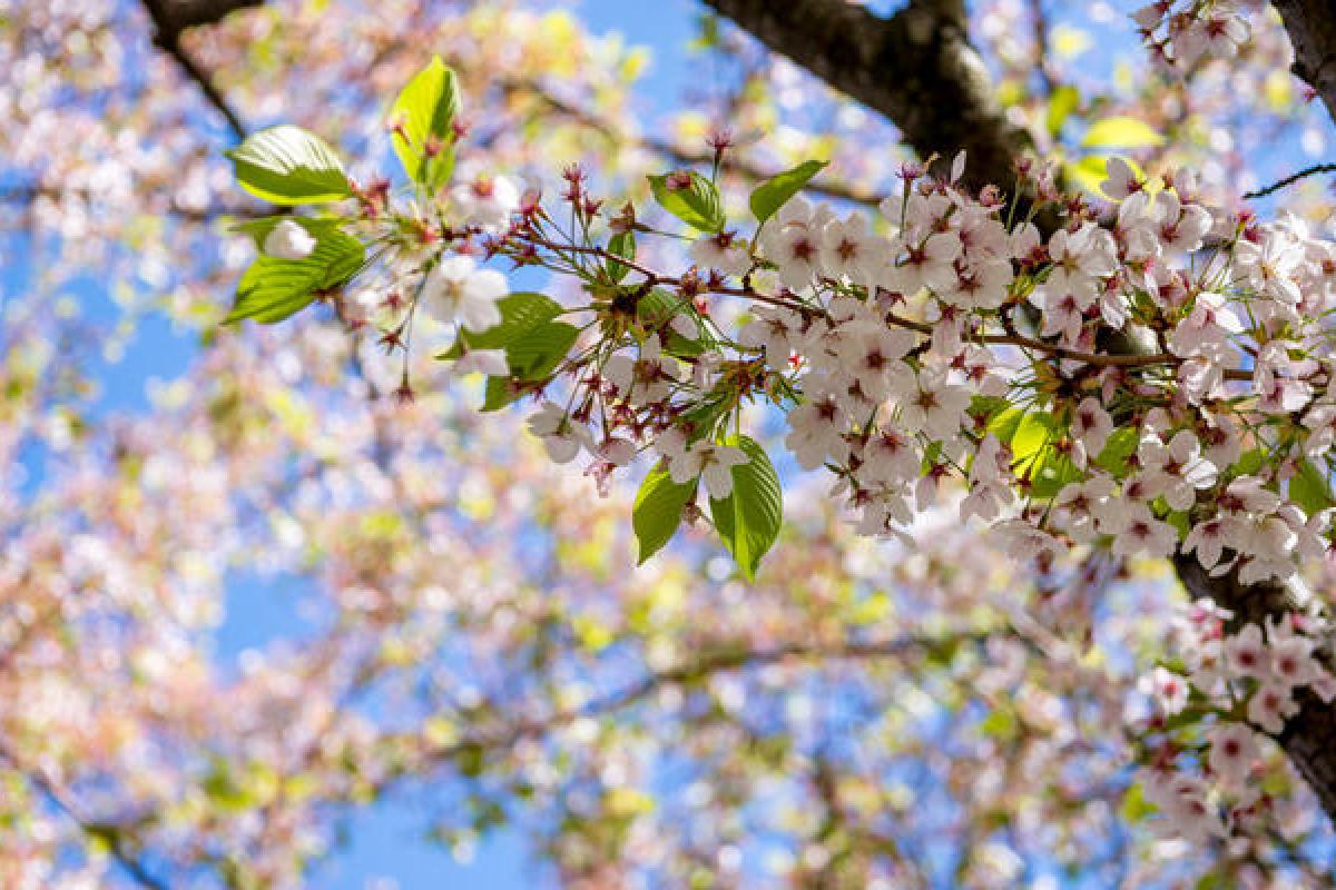 Народний синоптик дав прогноз, якою буде весна в Україні у 2023 році