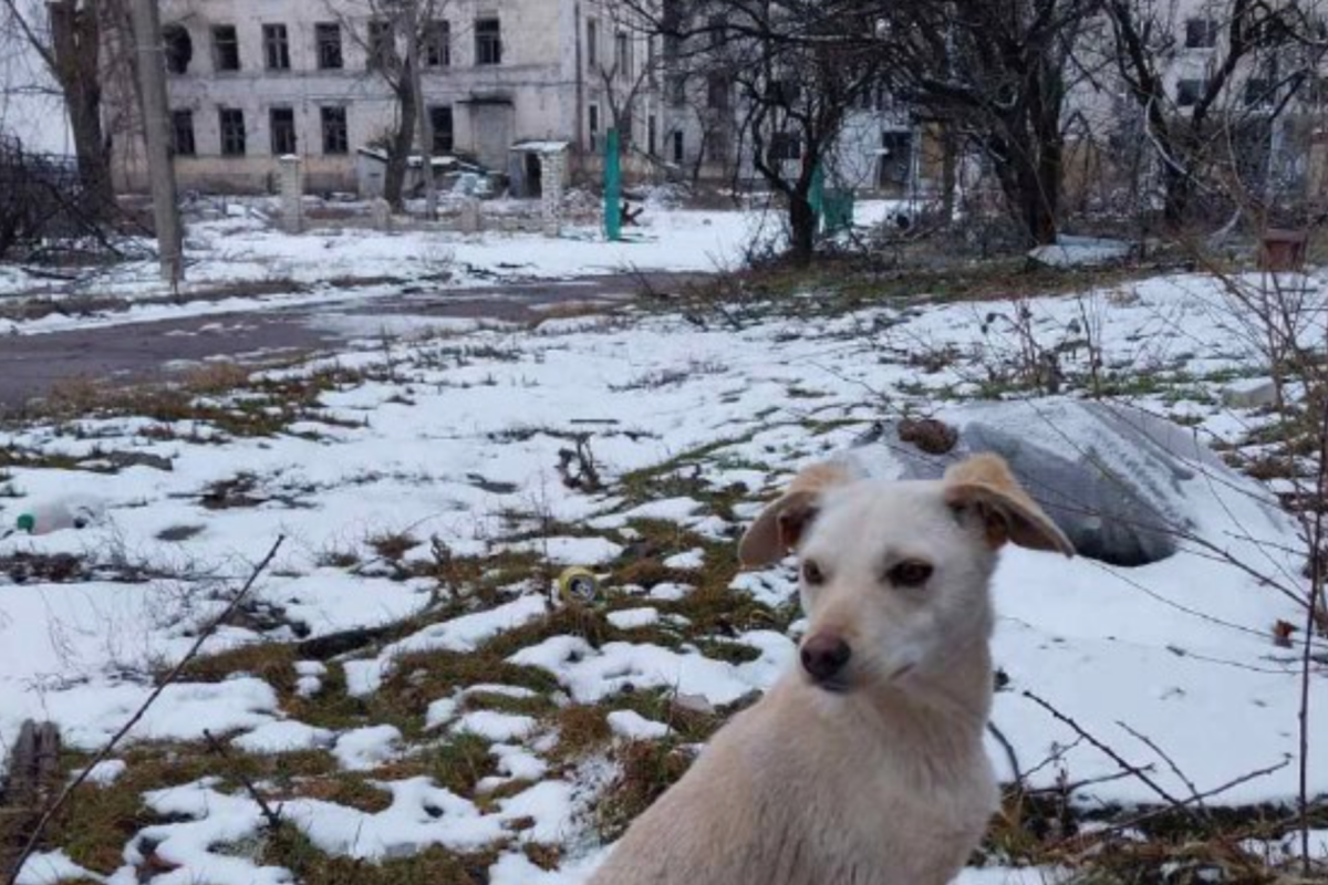 Тільки руїни та бродячі собаки: як виглядає Рубіжне сьогодні (фото) Тільки руїни та бродячі собаки: як виглядає Рубіжне сьогодні (фото)