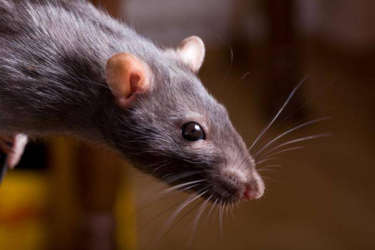 "Я не знаю, как вернуться": в квартирах Северодонецка все съедают крысы