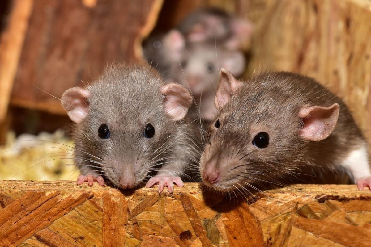 Северодонецк съедают мыши и крысы: жителям дают "инструкции"