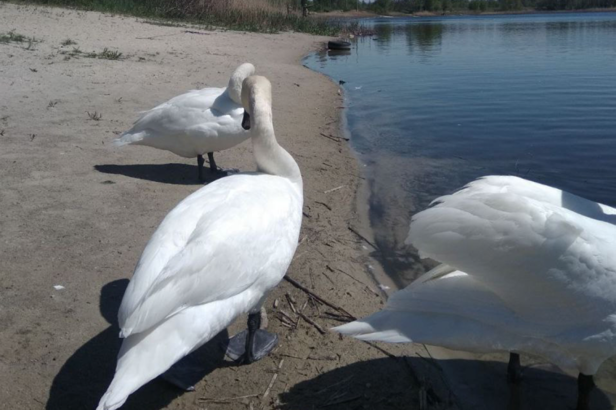 "Нарахувала 38 лебедів": що відбувається на Чистому озері у Сєвєродонецьку (відео) "Нарахувала 38 лебедів": що відбувається на Чистому озері у Сєвєродонецьку (відео)