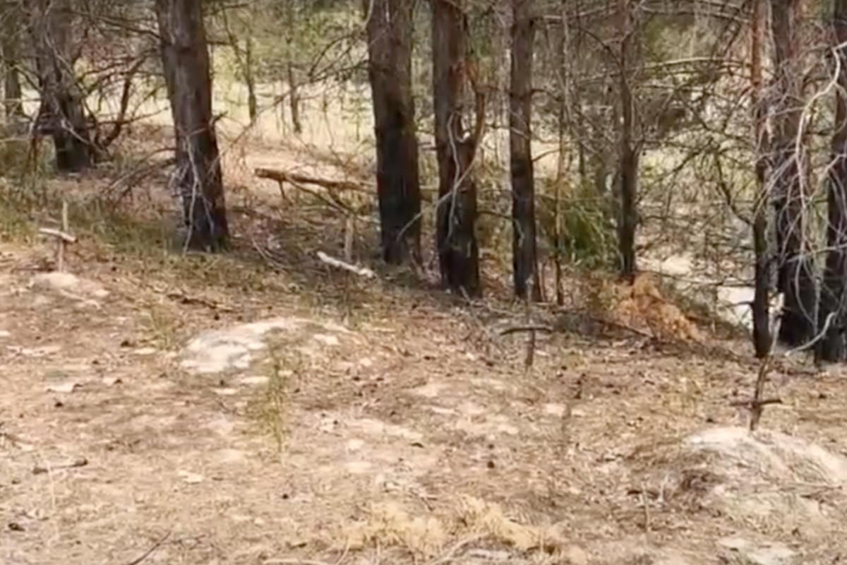 В'їзд до Сєвєродонецька усіяний безіменними могилами - відео В'їзд до Сєвєродонецька усіяний безіменними могилами - відео