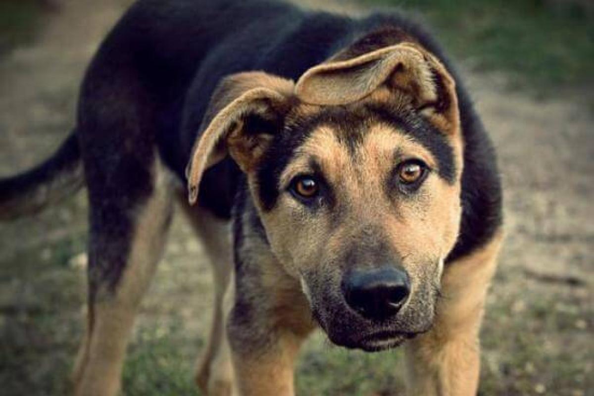 У Сєвєродонецьку дикі та голодні собаки нападають на мешканців, - соцмережі