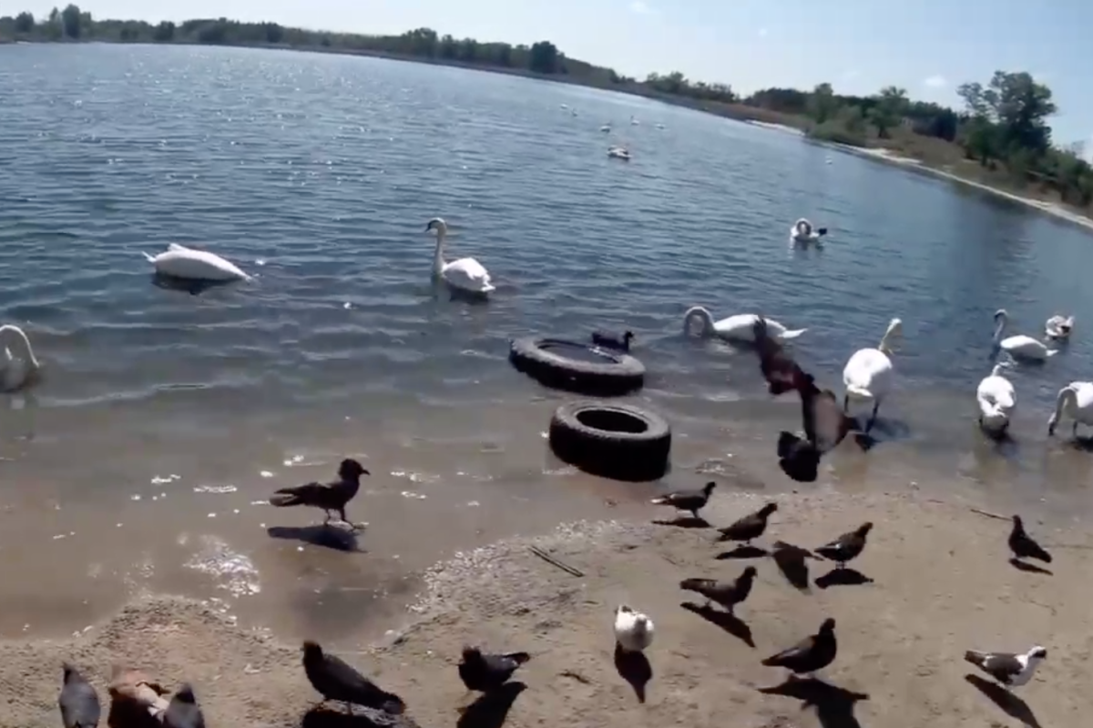 У мережі показали, що зараз відбувається на Чистому озері у Сєвєродонецьку (відео)