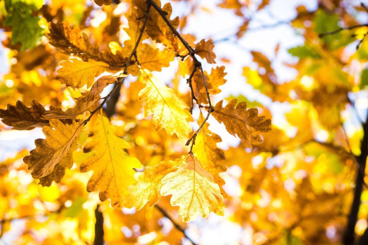 Скоро заморозки: синоптик рассказала о погоде в Украине в ближайшие дни Скоро заморозки: синоптик рассказала о погоде в Украине в ближайшие дни