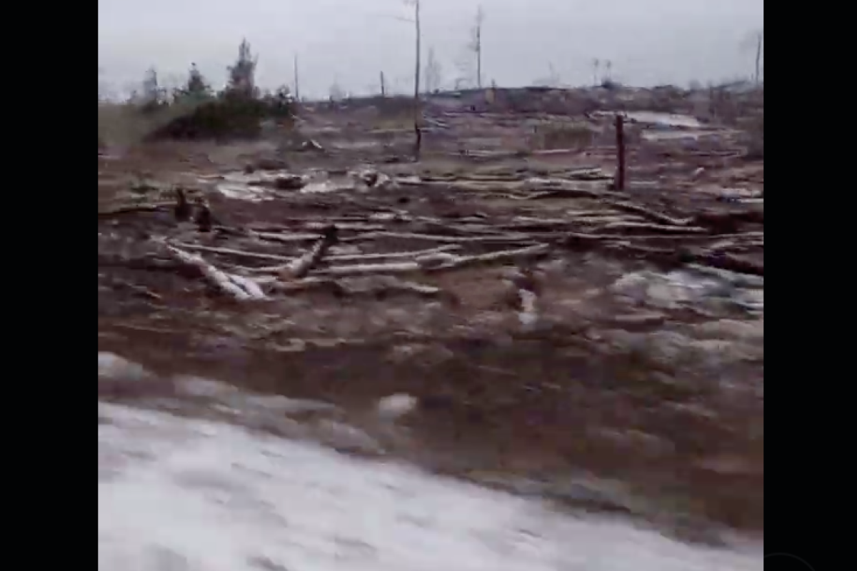 Як зараз виглядає ліс навколо Сєвєродонецька - відео Як зараз виглядає ліс навколо Сєвєродонецька - відео