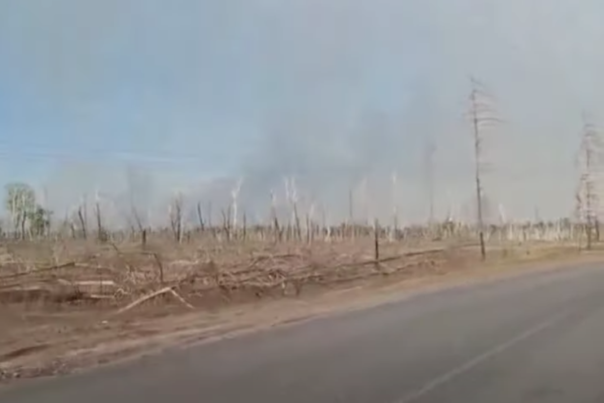 Под Северодонецком выгорают остатки леса - видео Под Северодонецком выгорают остатки леса - видео