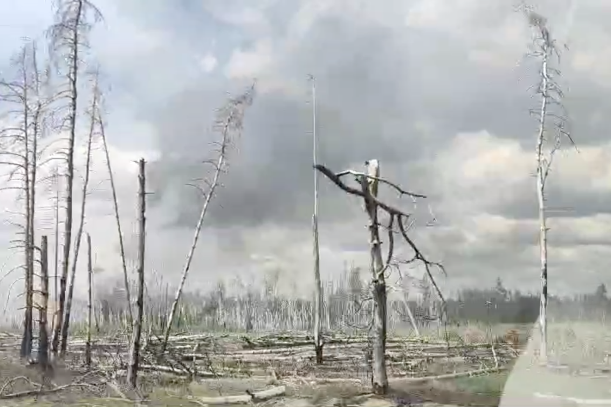 Что остается от леса под Северодонецком после пожаров - фото