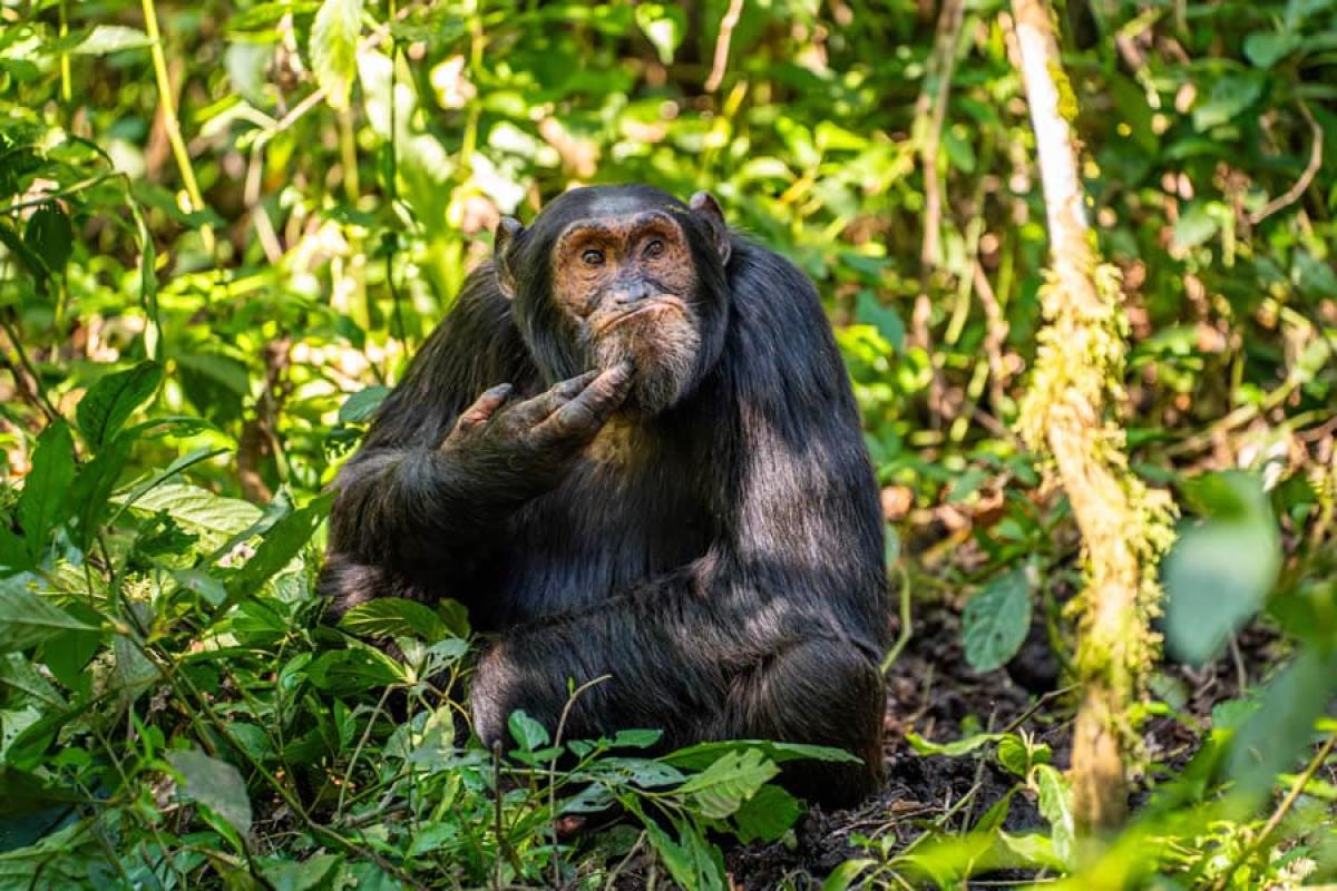 Фотоконкурс Nikon Comedy Wildlife Awards выбрал финалистов: самые смешные фото дикой природы Фотоконкурс Nikon Comedy Wildlife Awards выбрал финалистов: самые смешные фото дикой природы