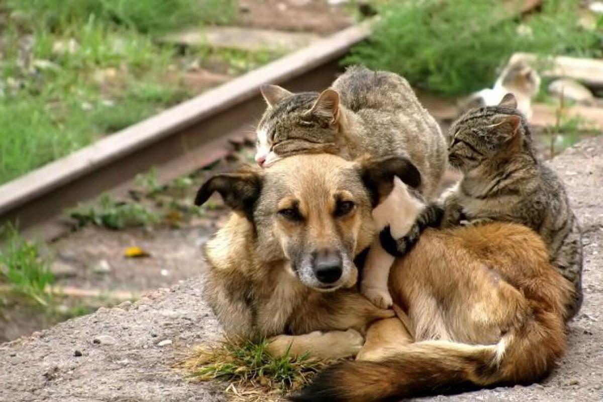 уличные животные