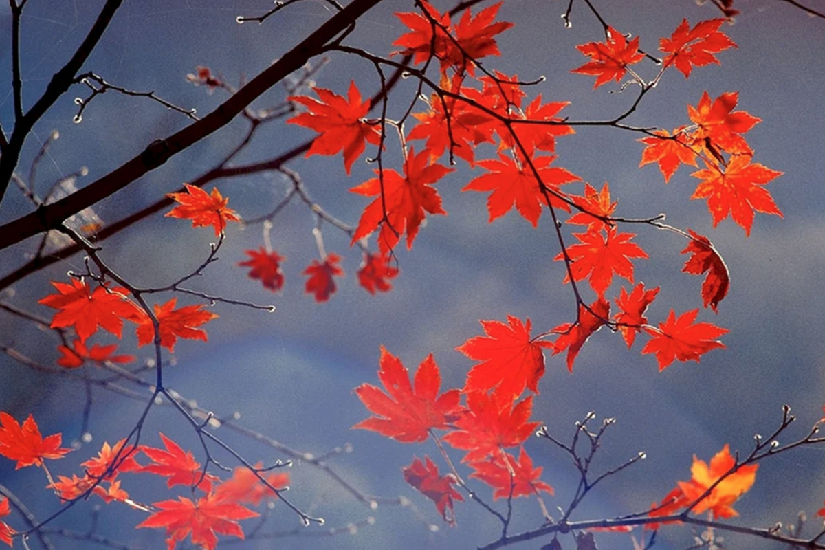 Прогноз погоди на 1 та 2 листопада в Україні. Прогноз погоди по Україні