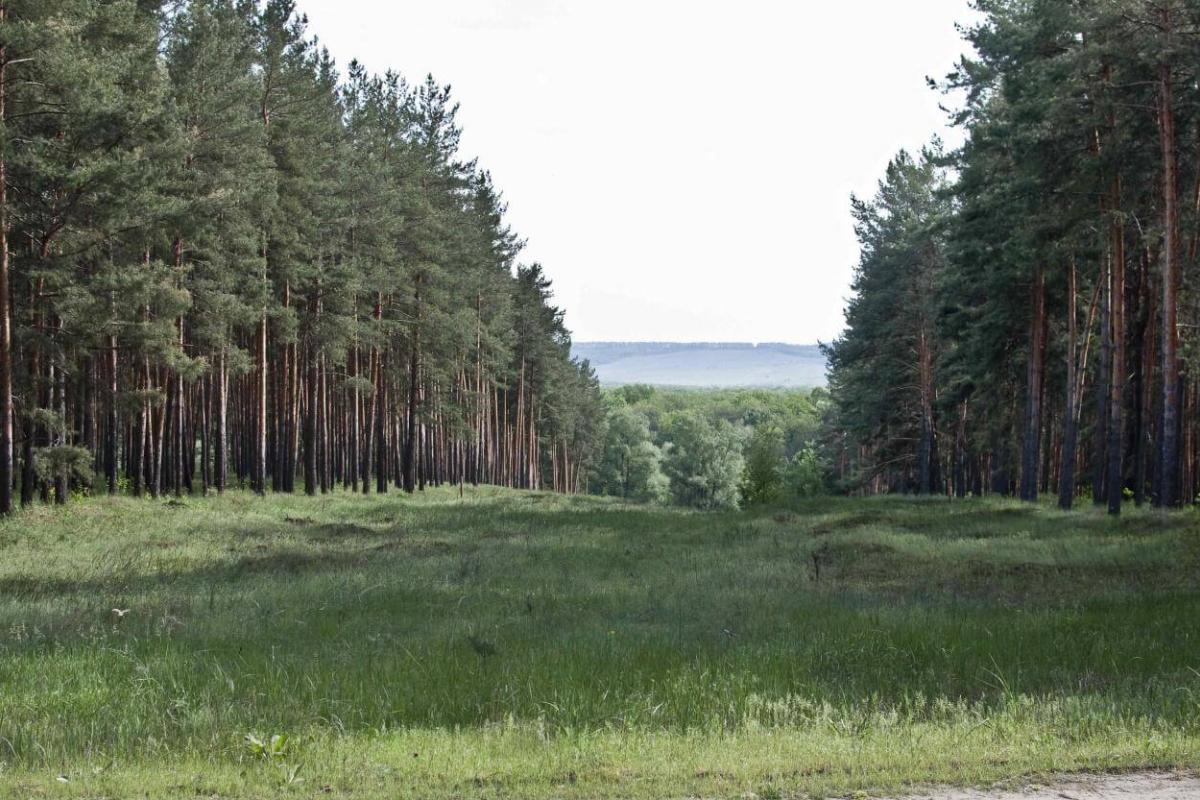 Як зараз виглядає Кремінський ліс: у мережі з'явилися жахливі відео Як зараз виглядає Кремінський ліс: у мережі з'явилися жахливі відео