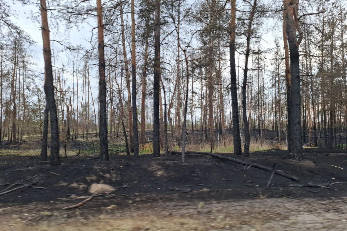 В сети появились фото последствий пожаров вблизи Северодонецка В сети появились фото последствий пожаров вблизи Северодонецка