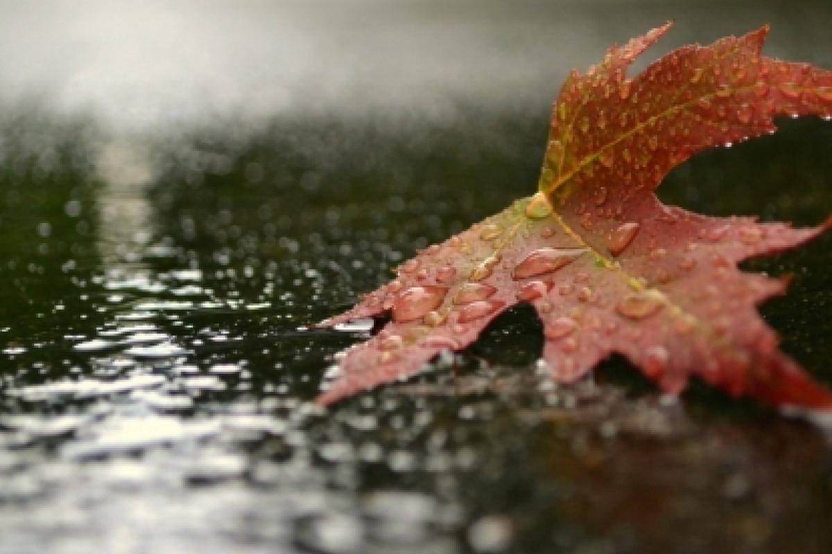 "В Украине будет много дождей": прогноз погоды на 15 октября