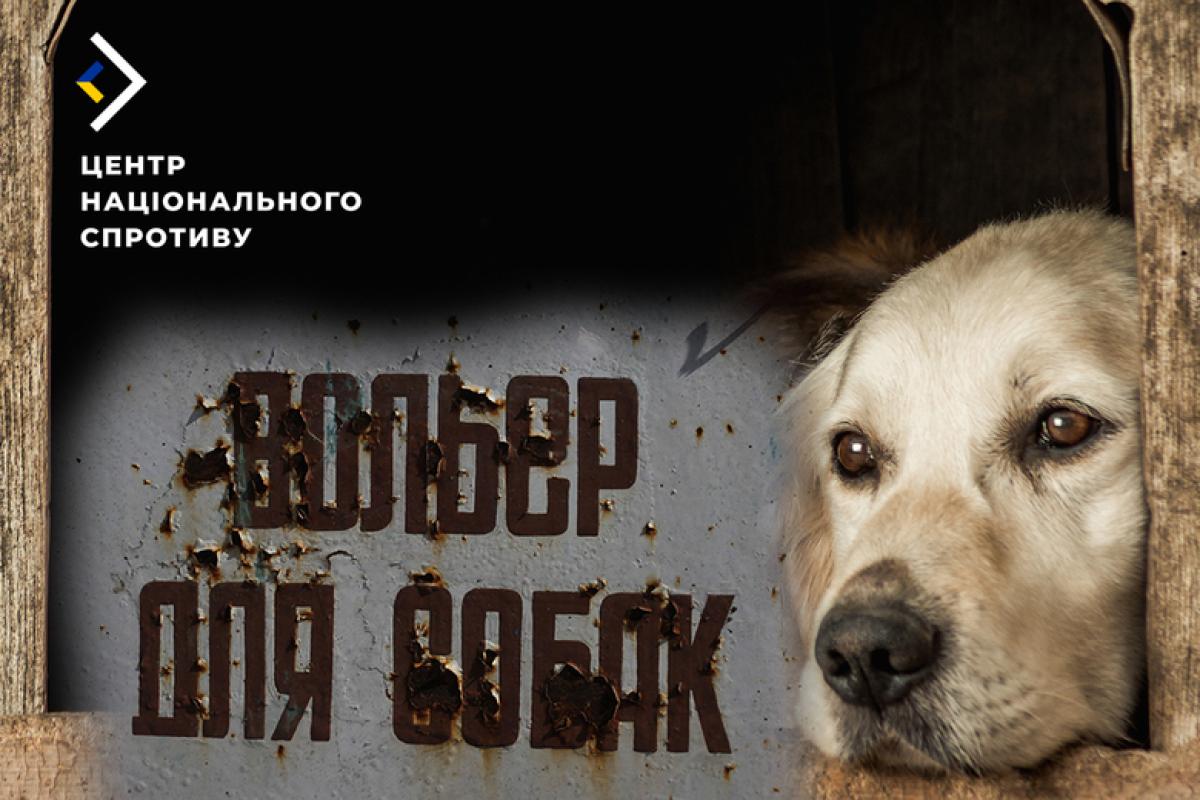 Жестокая расправа с бездомными животными на временно оккупированной Херсонщине: стало известно о деталях ситуации Жестокая расправа с бездомными животными на временно оккупированной Херсонщине: стало известно о деталях ситуации