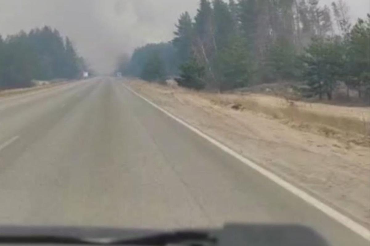 За Северодонецком третий день пылает лес: известно о нескольких очагах пожара - фото, видео