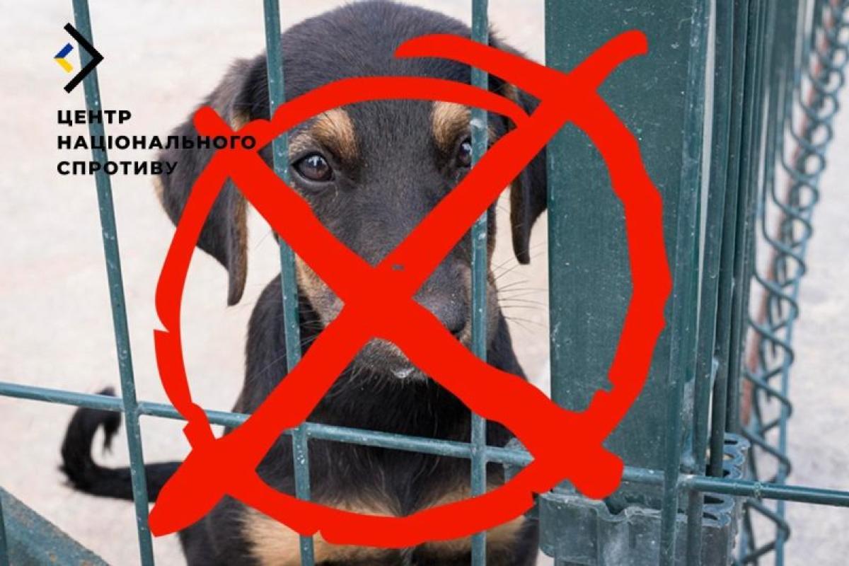 На ТОТ окупанти вбивають безпритульних тварин, - ЦНС На ТОТ окупанти вбивають безпритульних тварин, - ЦНС