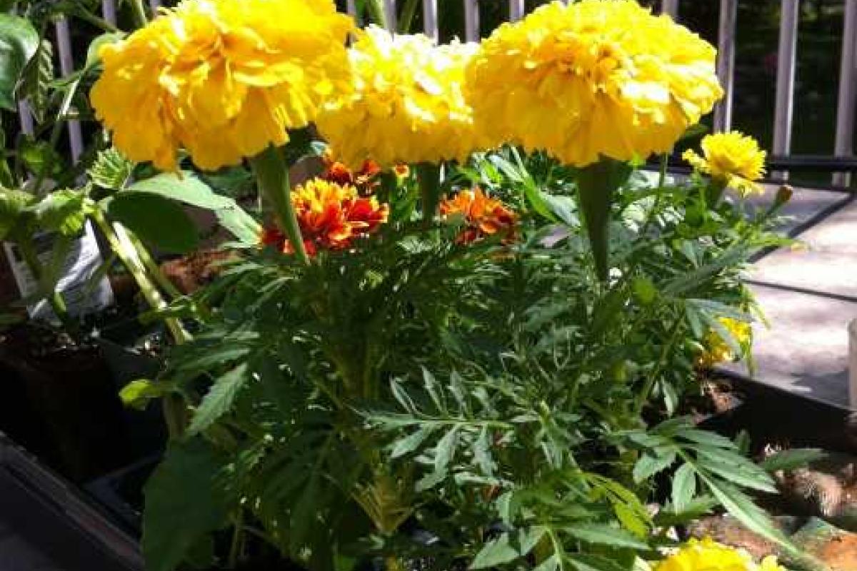 Какие цветы и травы сажать рядом с овощами