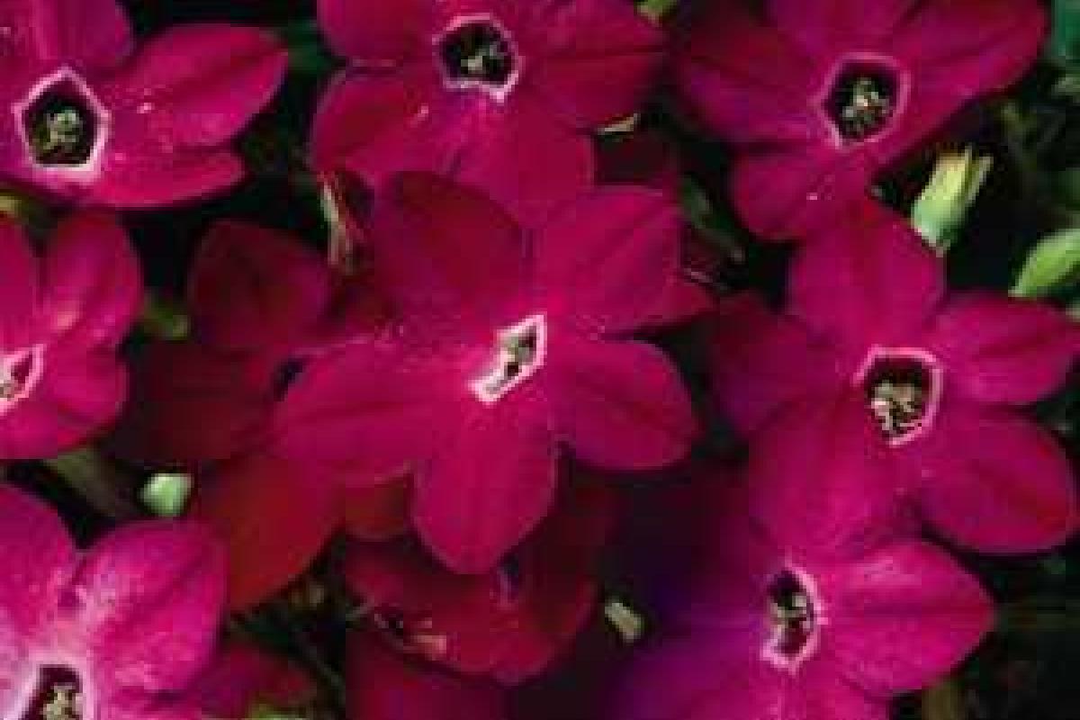 Ученые: Табак убивает рак Ученые: Табак убивает рак