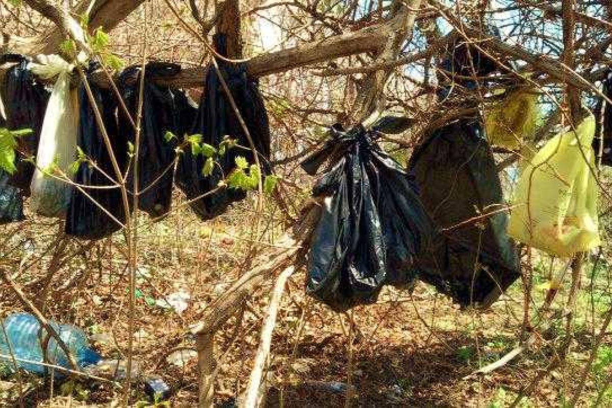 В Нью-Йорке 25 мертвых кошек в мешках маньяк развесил в парке В Нью-Йорке 25 мертвых кошек в мешках маньяк развесил в парке