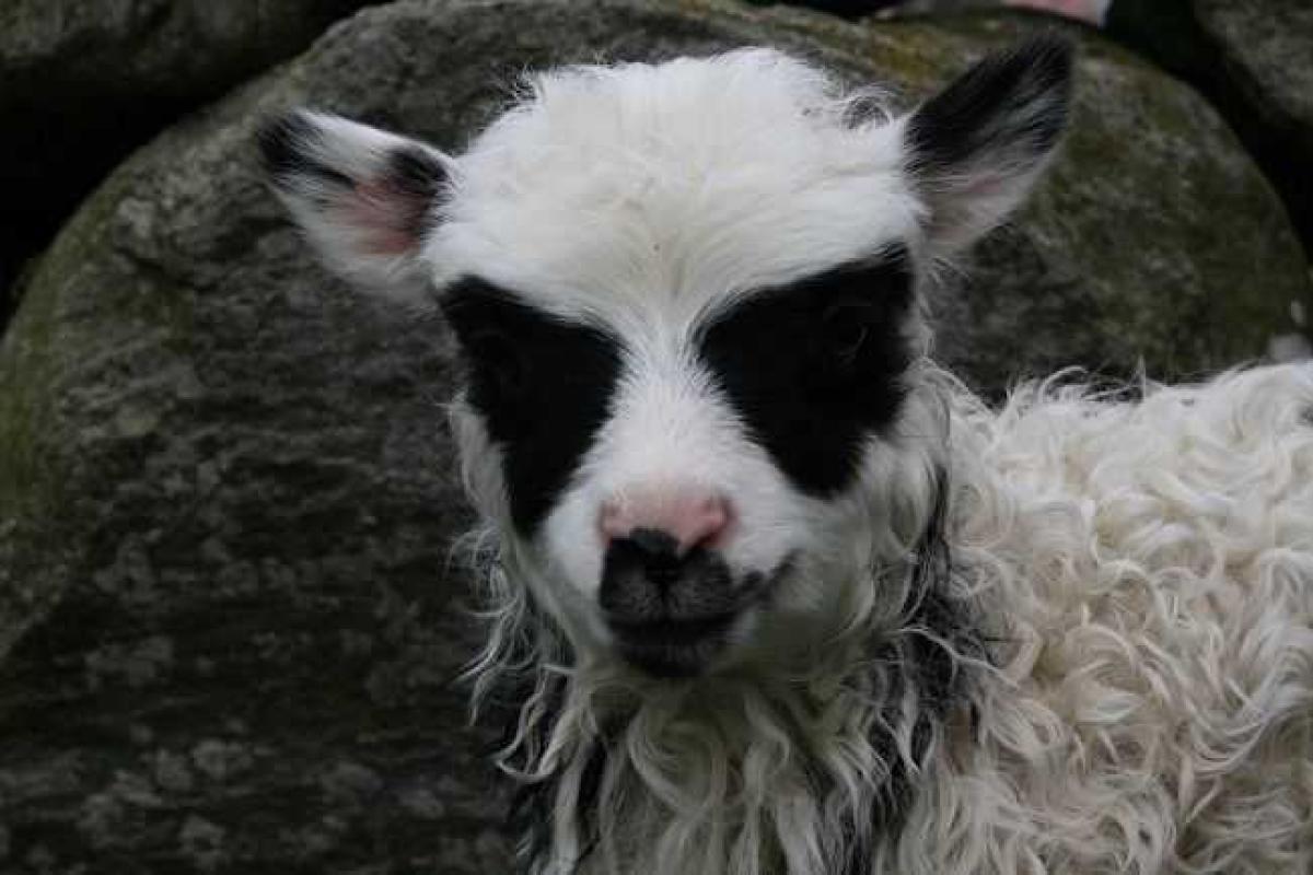 В Норвегии родился ягненок супергерой. Фото выложили в  Facebook В Норвегии родился ягненок супергерой. Фото выложили в  Facebook
