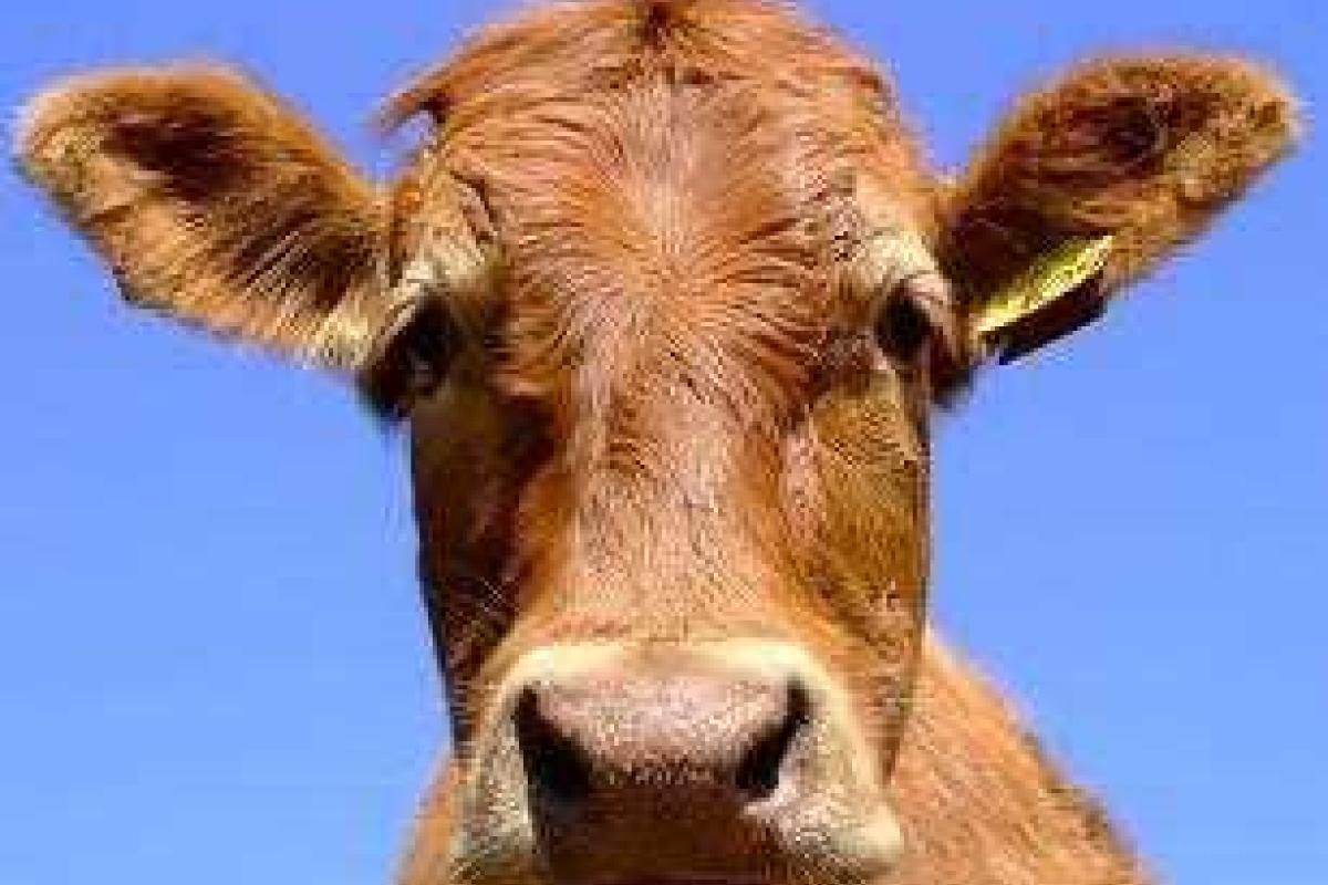 На Сумщине молодежь устроила мяной "бизнес"