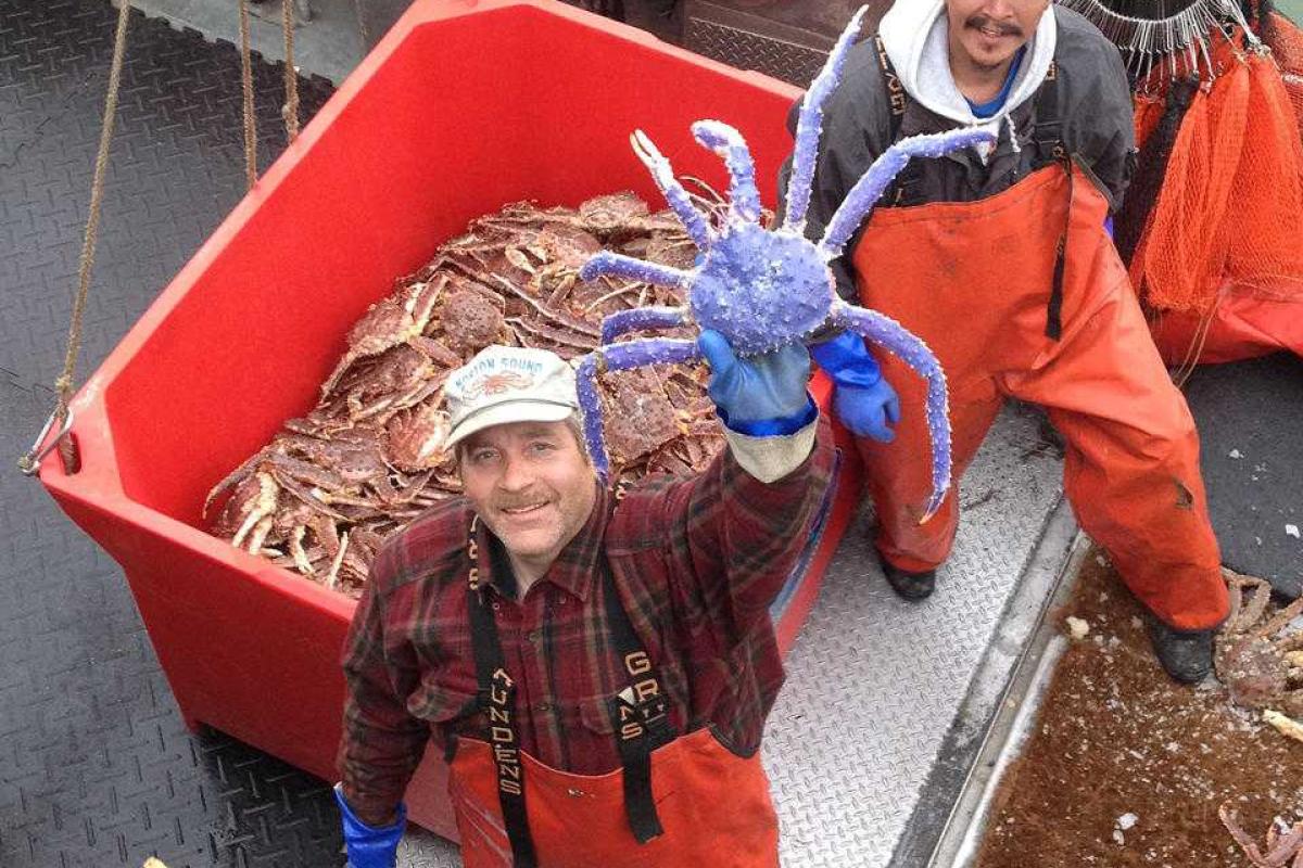 На Аляске поймали редкого краба голубого цвета На Аляске поймали редкого краба голубого цвета