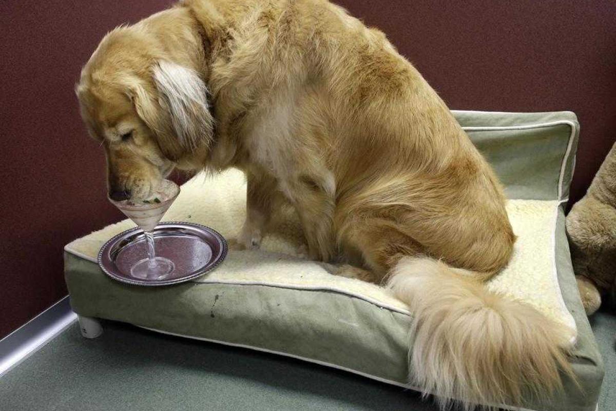 В США сделали лагерь для собак, страдающих ожирением В США сделали лагерь для собак, страдающих ожирением