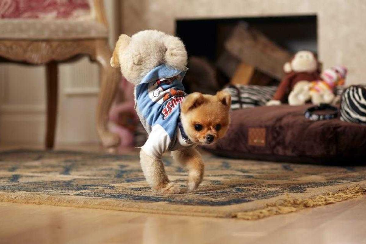 Померанский шпиц быстрее всех собак ходит на передних и задних лапах