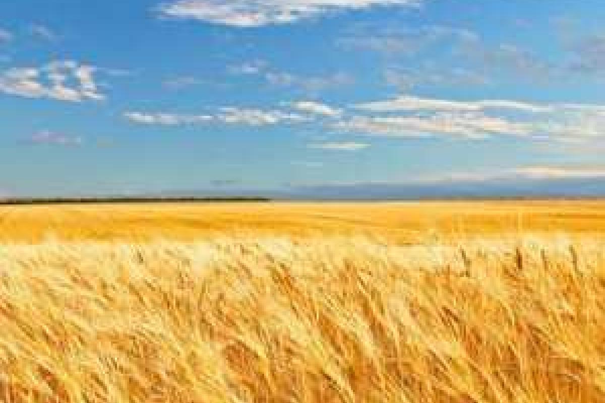 Украинские агромагнаты создали собственное политическое объединение Украинские агромагнаты создали собственное политическое объединение