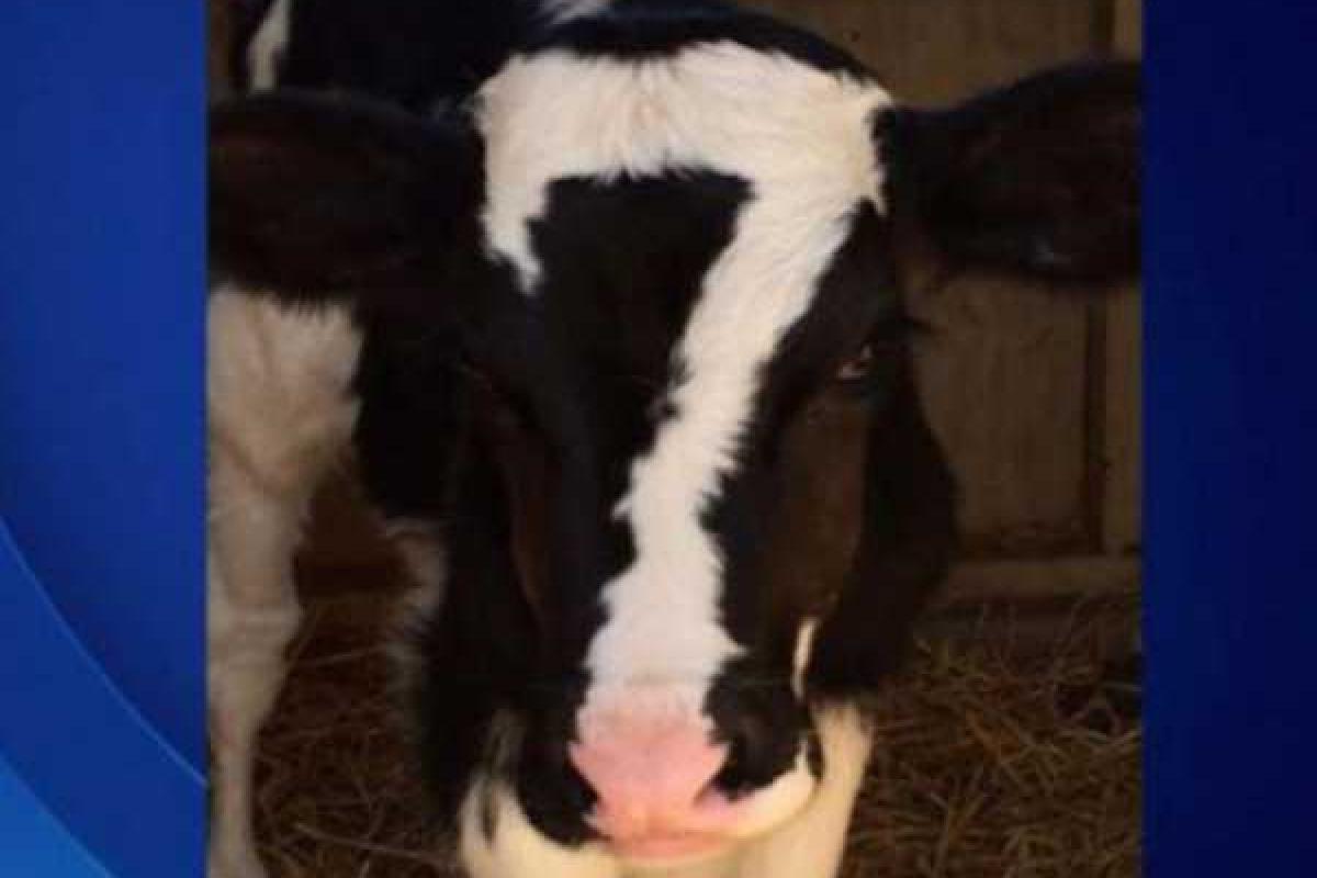 Теленок с семеркой на лбу стал сенсацией в США Теленок с семеркой на лбу стал сенсацией в США