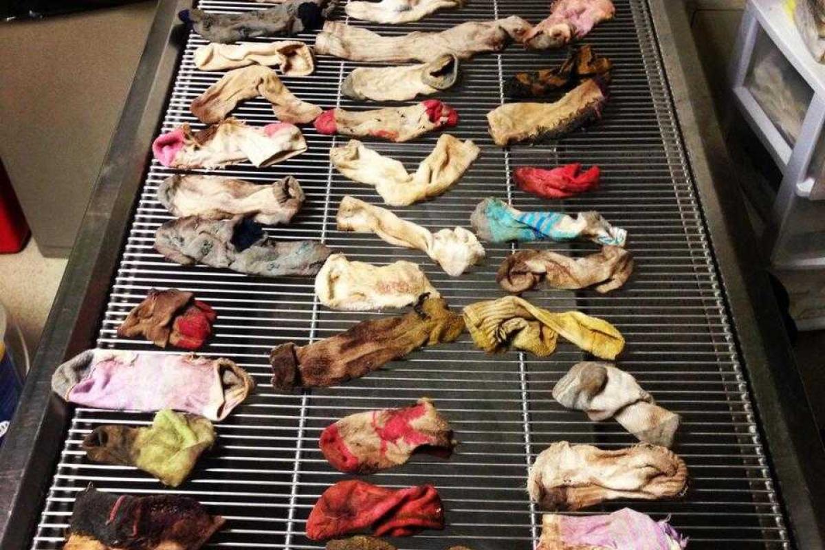 Дог чуть не умер, больше 43 носков