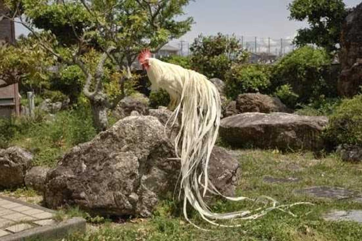 9 неимоверных пород кур 9 неимоверных пород кур