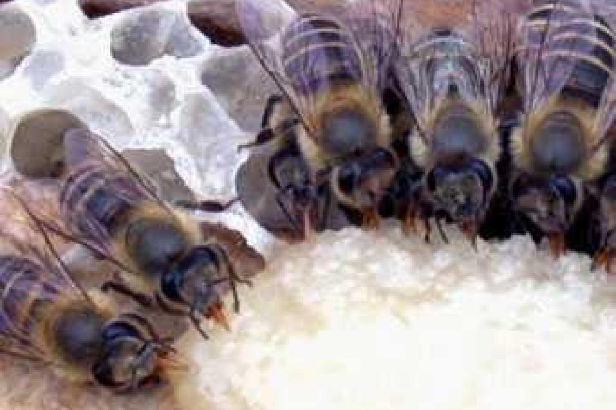 Все о пчелах: 20 вопросов и ответов Все о пчелах: 20 вопросов и ответов