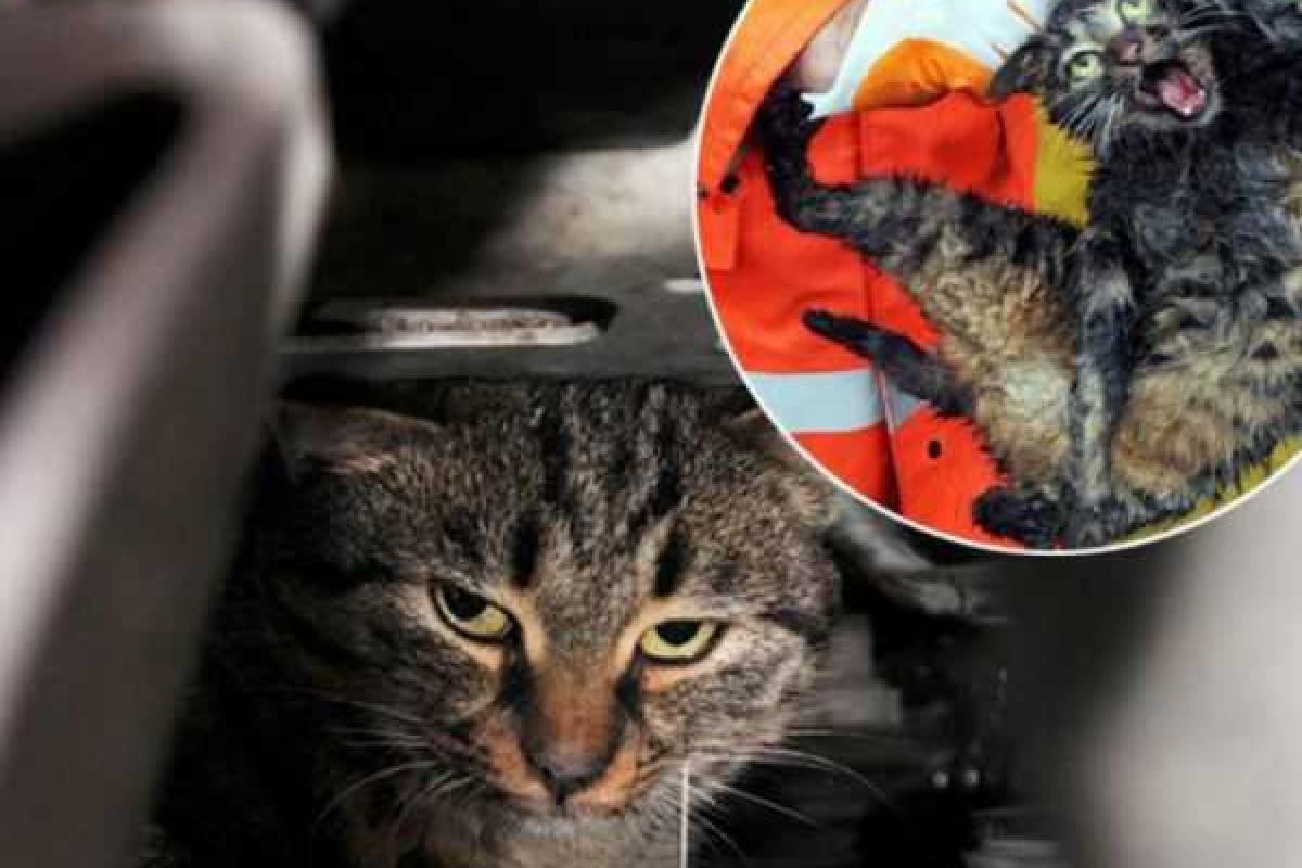 Если ваш автомобиль мурлычет - ищите кота Если ваш автомобиль мурлычет - ищите кота