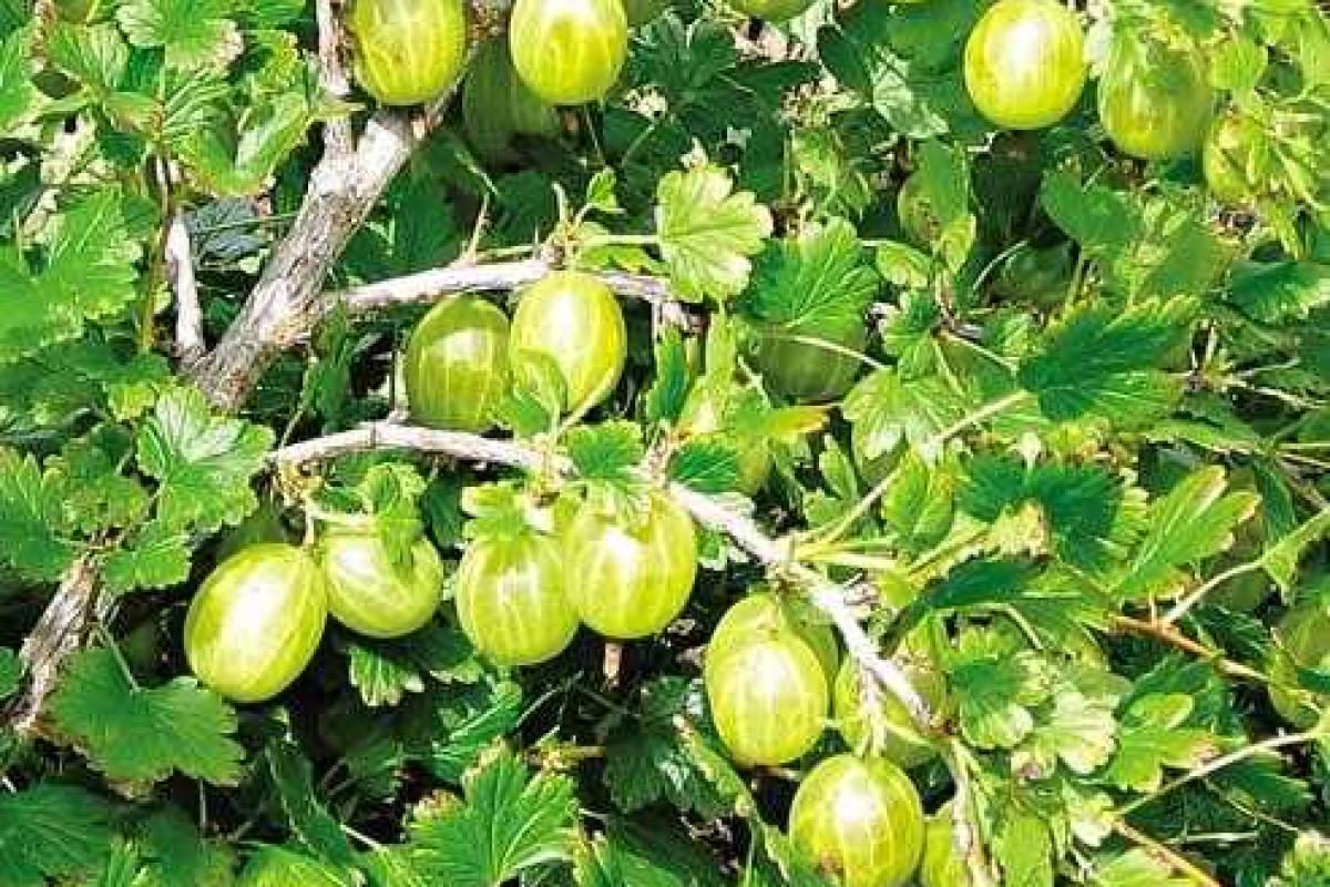 Ягодные культуры от интернет-магазина Greensad Ягодные культуры от интернет-магазина Greensad